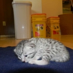Mau Julia Silver female  DOB 8-7-14 003-800