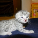 Mau Julia Silver female  DOB 8-7-14 005-800
