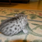 Mau Julia Silver female  DOB 8-7-14 006-800