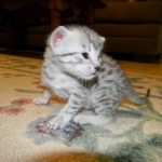 Mau Julia Silver female  DOB 8-7-14 008-800