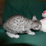 Mau Julia Silver female  DOB 8-7-14 010-800