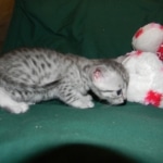 Mau Julia Silver female  DOB 8-7-14 011