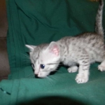 Mau Julia Silver female  DOB 8-7-14 012-800
