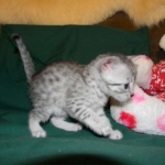 Mau Julia Silver female  DOB 8-7-14 013-800