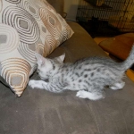 Mau Julia Silver female  DOB 8-7-14 014-800