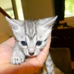 Mau Julia Silver female  DOB 8-7-14 017-800