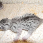 Mau silver female DOB 8-7-14 001-800