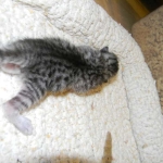 Mau silver female DOB 8-7-14 002-800