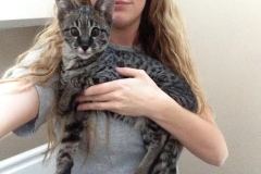 Kato - F-2 Savannah Male DOB 12-12-13