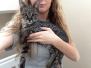 Kato - F-2 Savannah Male DOB 12-12-13