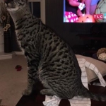 12592492_1337585486267887_6399264715830011523_n