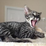 Kato Yawns