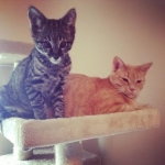 Kato and Friend