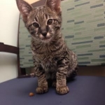 fuzzy at the Vet
