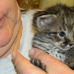 savannah-f-2-male-dob-12-12-13-006-800
