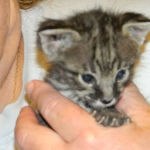savannah-f-2-male-dob-12-12-13-007-800