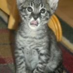 savannah-f-2-male-dob-12-12-13-033-800