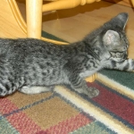 savannah-f-2-male-dob-12-12-13-035-800