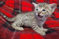 Lou Savannah F-3C male BST 11/6/21