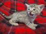 Lou Savannah F-3C male BST 11/6/21