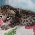 Lou Savannah F-3C BST Male DOB 11-6-21