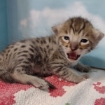 Lou Savannah F-3C BST Male DOB 11-6-21