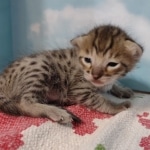 Lou Savannah F-3C BST Male DOB 11-6-21