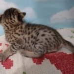 Lou Savannah F-3C BST Male DOB 11-6-21