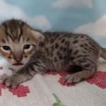 Lou Savannah F-3C BST Male DOB 11-6-21