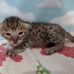 Lou Savannah F-3C BST Male DOB 11-6-21