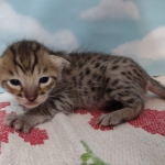 Lou Savannah F-3C BST Male DOB 11-6-21