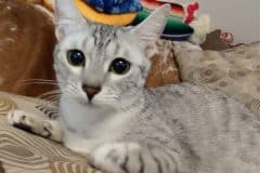 Lovey, Egyptian Mau, female DOB 7-13-19