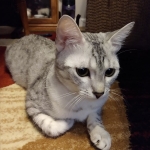 Lovey, Mau, silver female
