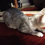 Lovey, Mau, silver female