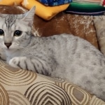 Lovey, Mau, silver female