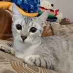 Lovey, Mau, silver female