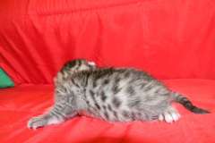 Luna Belle Egyptian Mau Dark silver female DOB 5-7-15