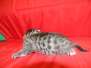 Luna Belle Egyptian Mau Dark silver female DOB 5-7-15
