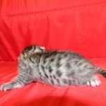 Luna Belle, Silver Egyptian Mau female DOB 5-7-15