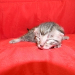 Luna Belle, Silver Egyptian Mau female DOB 5-7-15