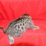 Luna Belle, Silver Egyptian Mau female DOB 5-7-15