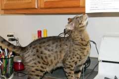 Luna F-3B Savannah Brown Spotted tabby female