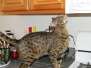 Luna F-3B Savannah Brown Spotted tabby female