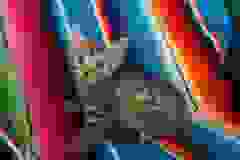 Heka, Mau Bronze Female DOB 4-18-18