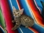 Heka, Mau Bronze Female DOB 4-18-18
