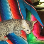 Heka, Mau, Bronze, Female DOB 4-18-18