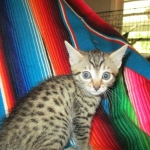 Heka, Mau, Bronze, Female DOB 4-18-18