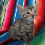 Heka, Mau, Bronze, Female DOB 4-18-18