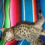 Heka, Mau, Bronze, Female DOB 4-18-18