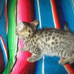 Heka, Mau, Bronze, Female DOB 4-18-18